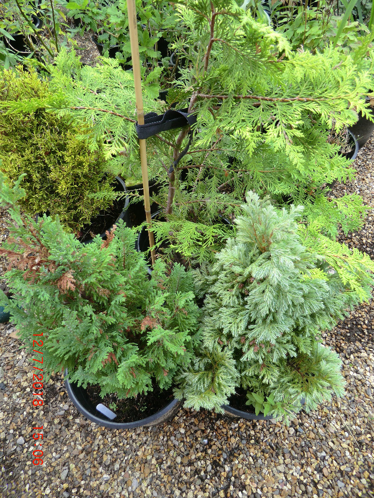 4 Assorted pine tree varieties in pots. in Wirral, Merseyside Gumtree