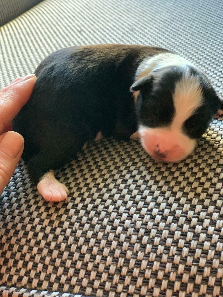 Border collie puppies in Dunfermline, Fife Gumtree