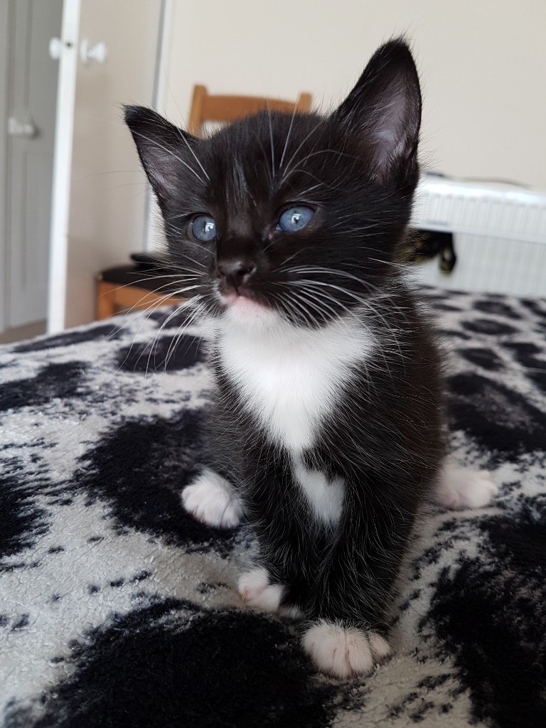 Long hair pedigree kitten in Northampton, Northamptonshire Gumtree