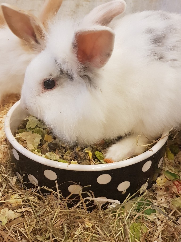 5 mix breed rabbits for sale in Reading, Berkshire Gumtree