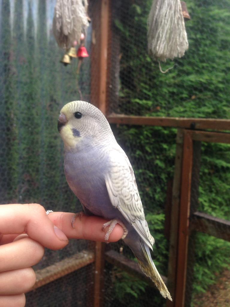 Baby budgies for sale in Letchworth Garden City, Hertfordshire Gumtree