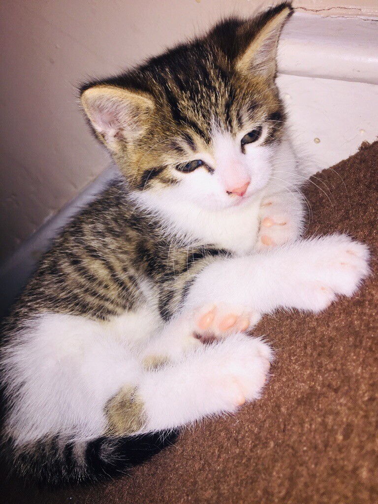 🌸Beautiful tabby kitten🌸ready now🌸 in Gloucestershire Gumtree