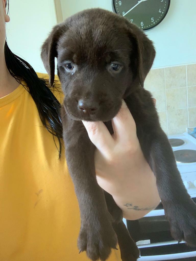 Chocolate labradors puppies in South Kirkby, West Yorkshire Gumtree