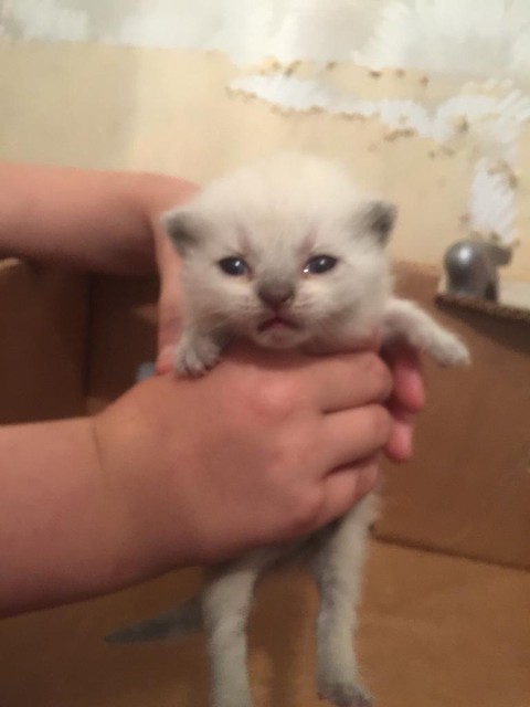 British Shorthair Kittens Blues Colourpoint Lilac Grey White 400 In