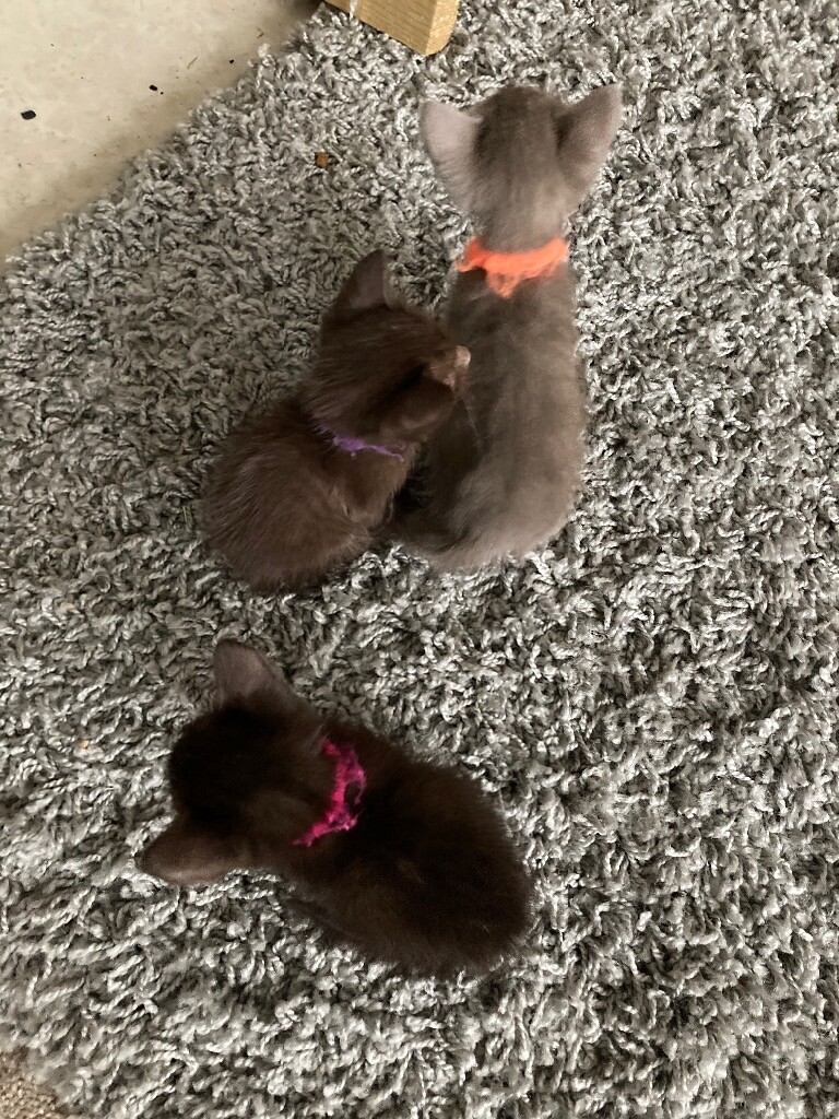 Pedigree Suffolk chocolate and Suffolk Lilac kittens in St Austell