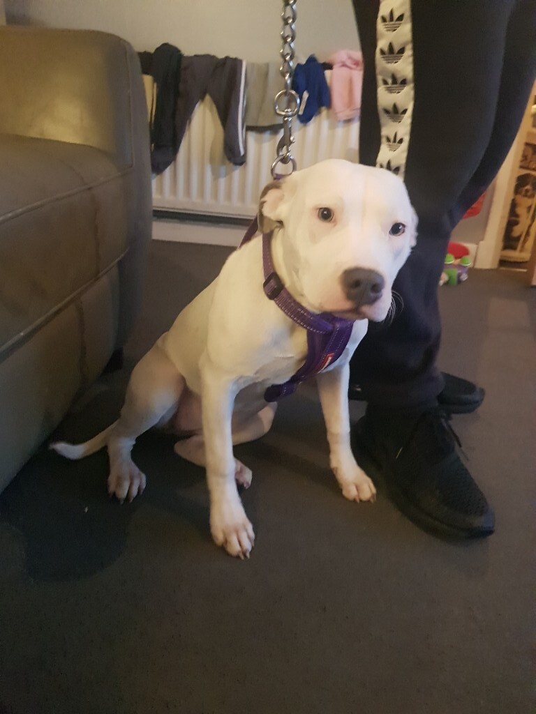 ReducedAbkc reg xl female bully in Edinburgh Gumtree