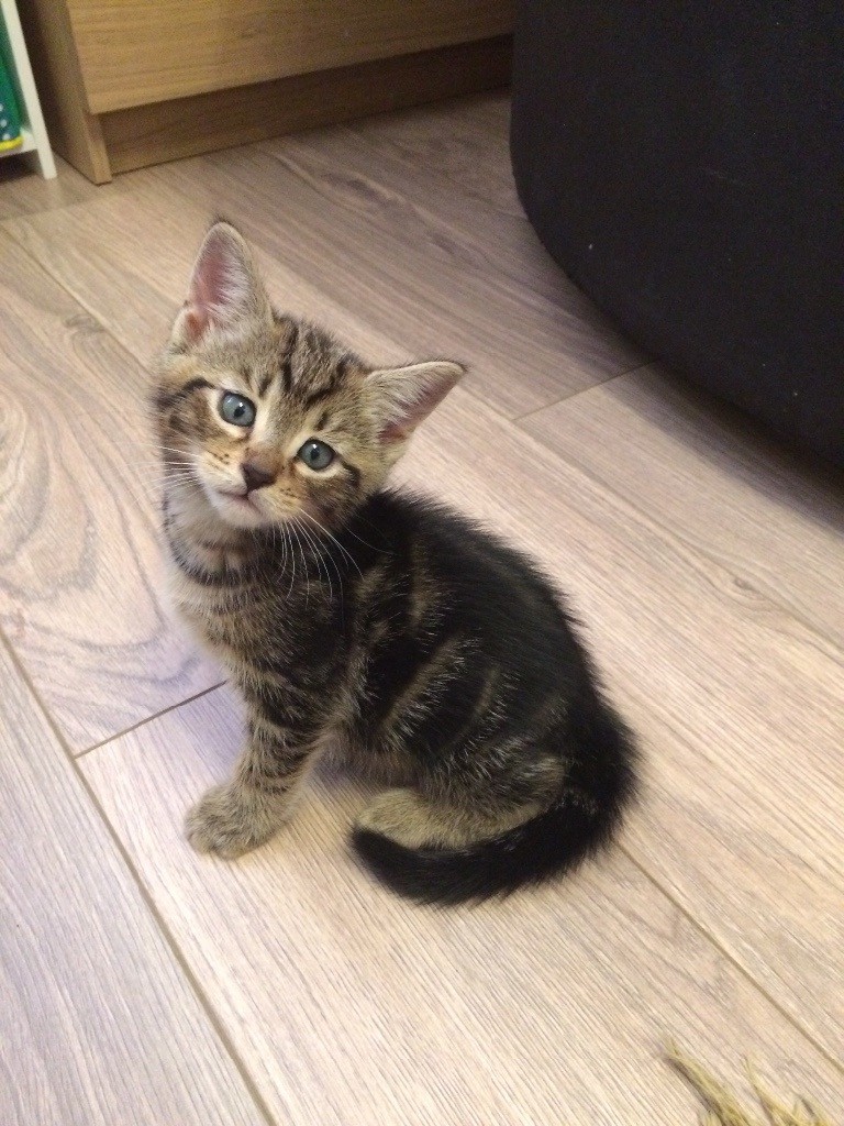 Tabby kittens for sale. | in Baguley, Manchester | Gumtree