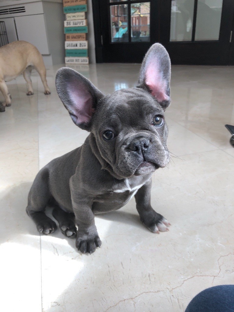 Blue French Bulldog Puppy KC Reg in Cobham, Surrey Gumtree