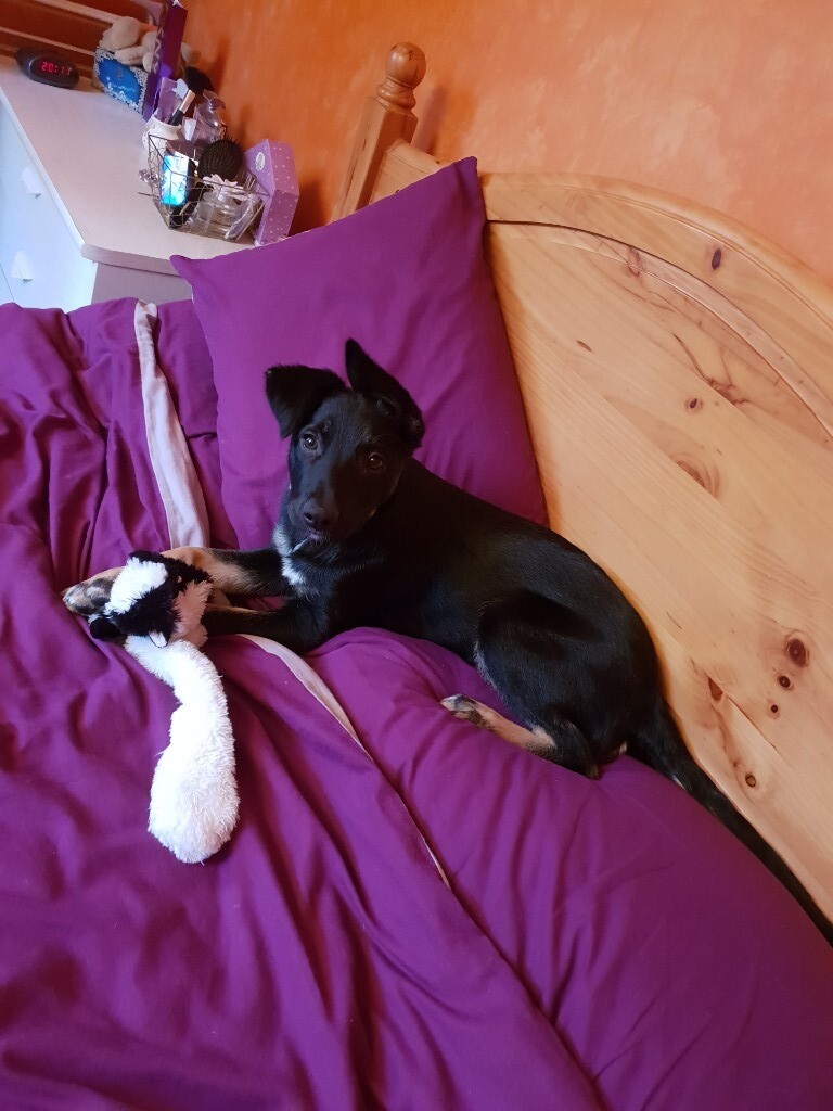 16 week old short dark haired border collie for sale | in ...