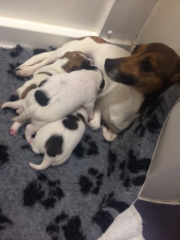 Miniature jack Russell puppies for sale in Cheshunt, Hertfordshire