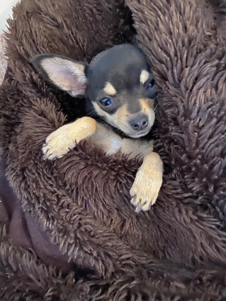 Beautiful girl chihuahua | in Cheshunt, Hertfordshire | Gumtree