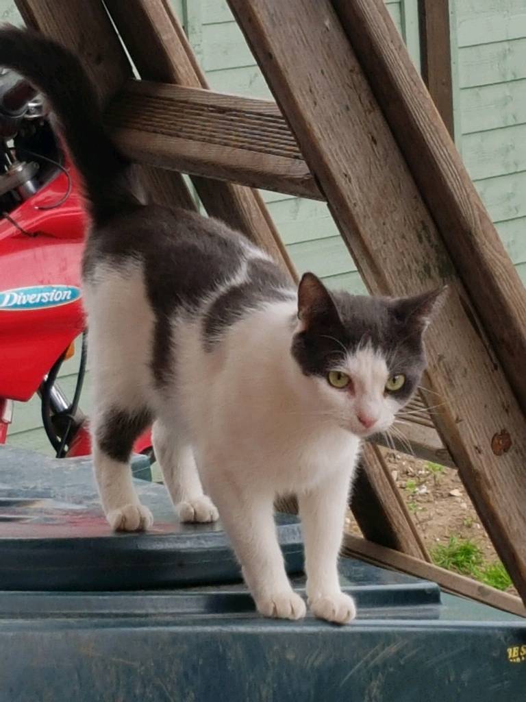 Do 2 Year Old Cats Still Play at Sondra Robinson blog