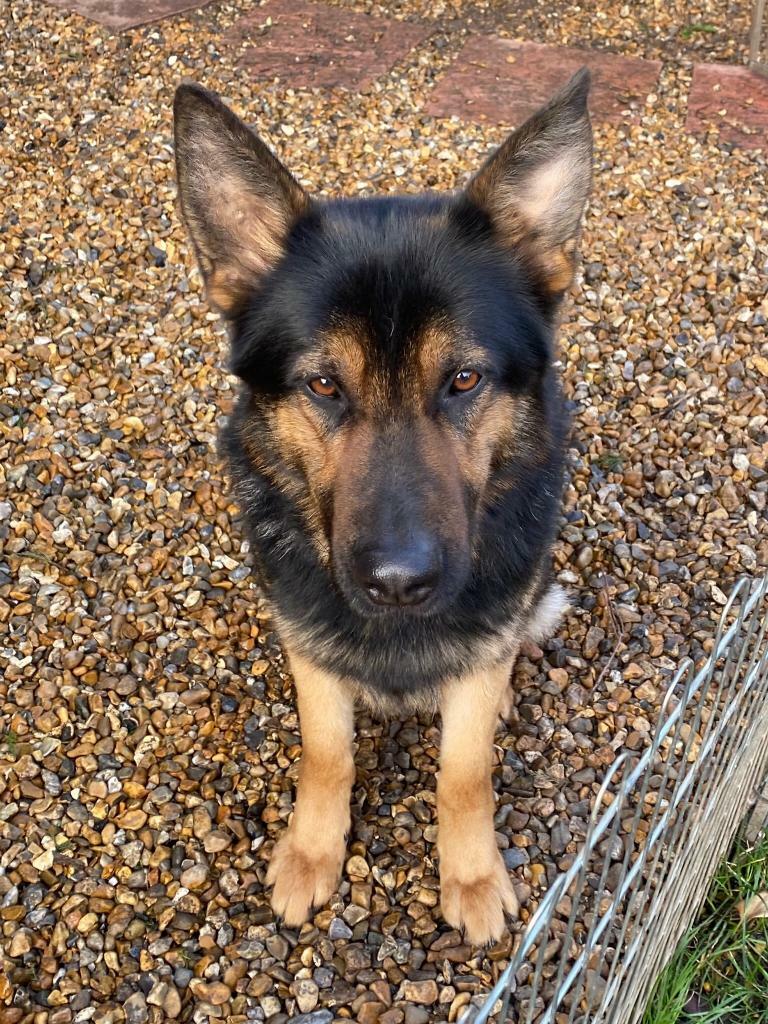 Beautiful German Shepherd | in Chafford Hundred, Essex | Gumtree