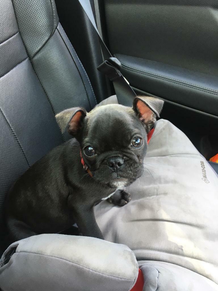 Pug X frenchie Frug puppy in Southampton, Hampshire Gumtree