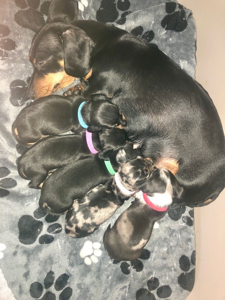Miniature Daschund Puppies For Sale In Bury Manchester Gumtree
