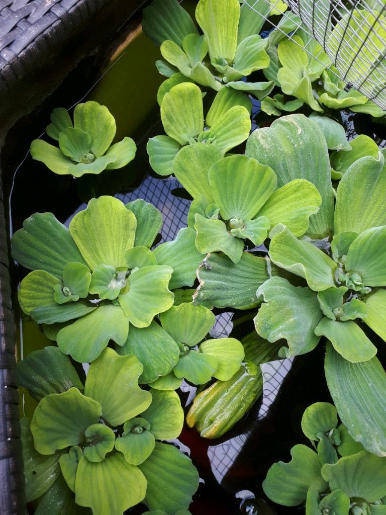 Pond plants water cabbages in WestonsuperMare, Somerset Gumtree
