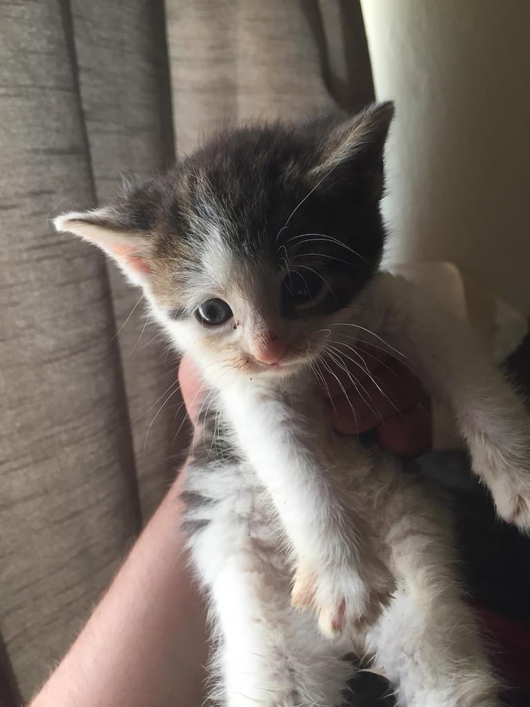 8 week old kittens for sale in Quinton, West Midlands Gumtree