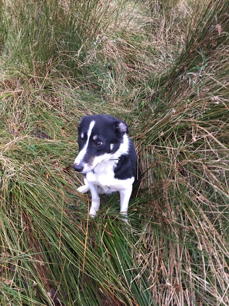 One year old border collie in East Dunbartonshire Gumtree
