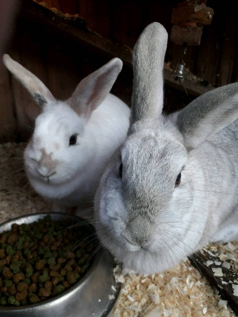 Pair of rabbits in Hull, East Yorkshire Gumtree