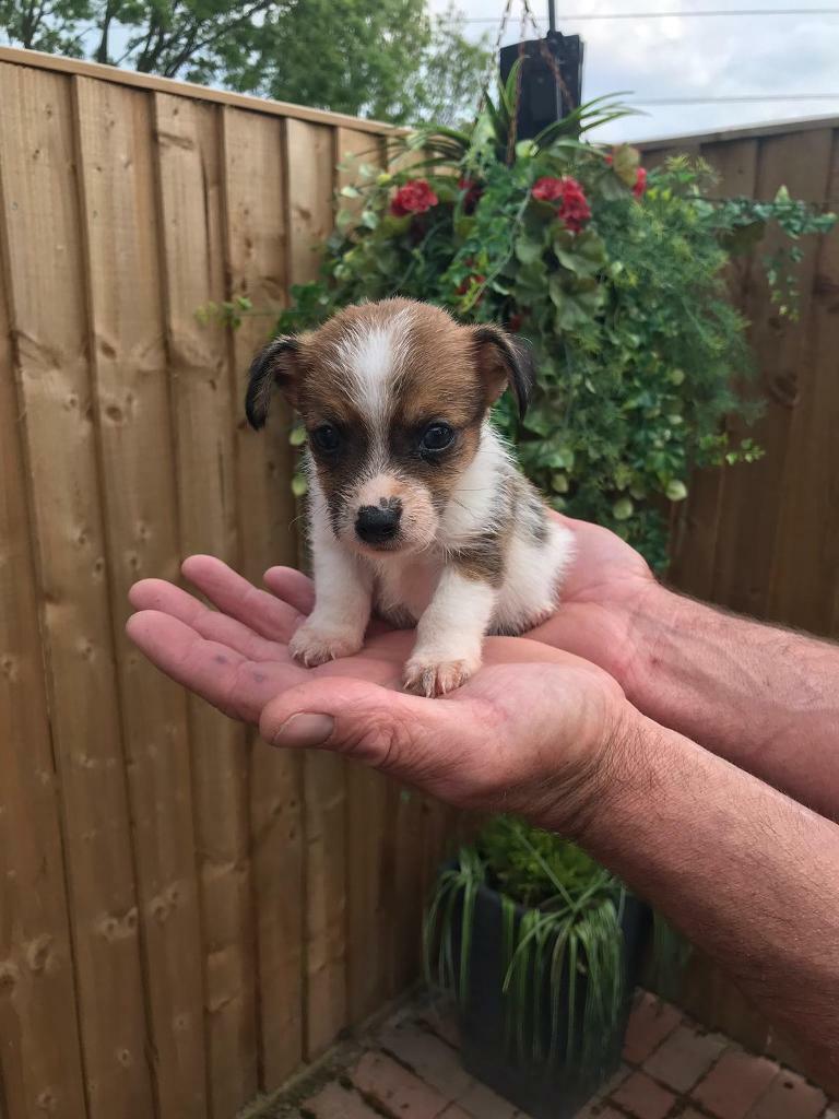 Miniature Jack Russel puppy’s 1 left in Gloucester, Gloucestershire Gumtree