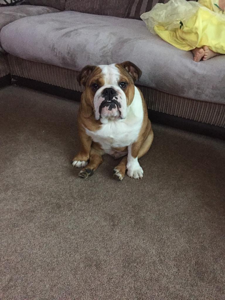 British bulldog for sale in Rothwell, Northamptonshire Gumtree