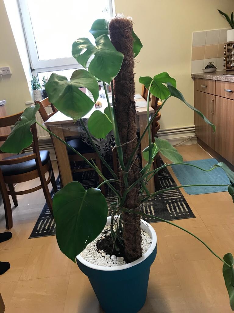 Free delivery with Beautiful 4 feet tall cheese plant with big pot and