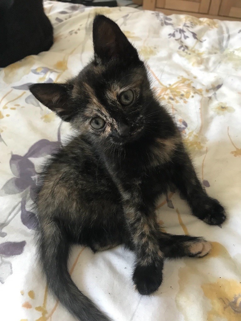 3 female tortoiseshell kittens ready to go now in Ipswich, Suffolk