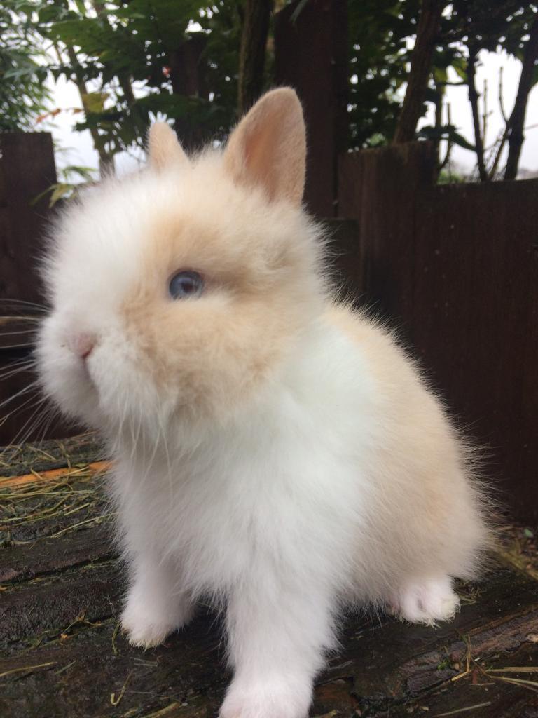 Stunning and very friendly baby Lionhead rabbits in Kidderminster