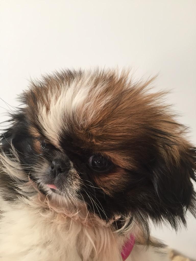 Pekingese Puppy For Sale In Eastham London Gumtree