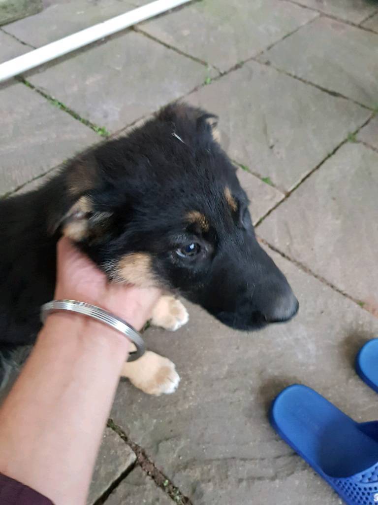 German shepherd puppies big bone pure breed in Hinckley
