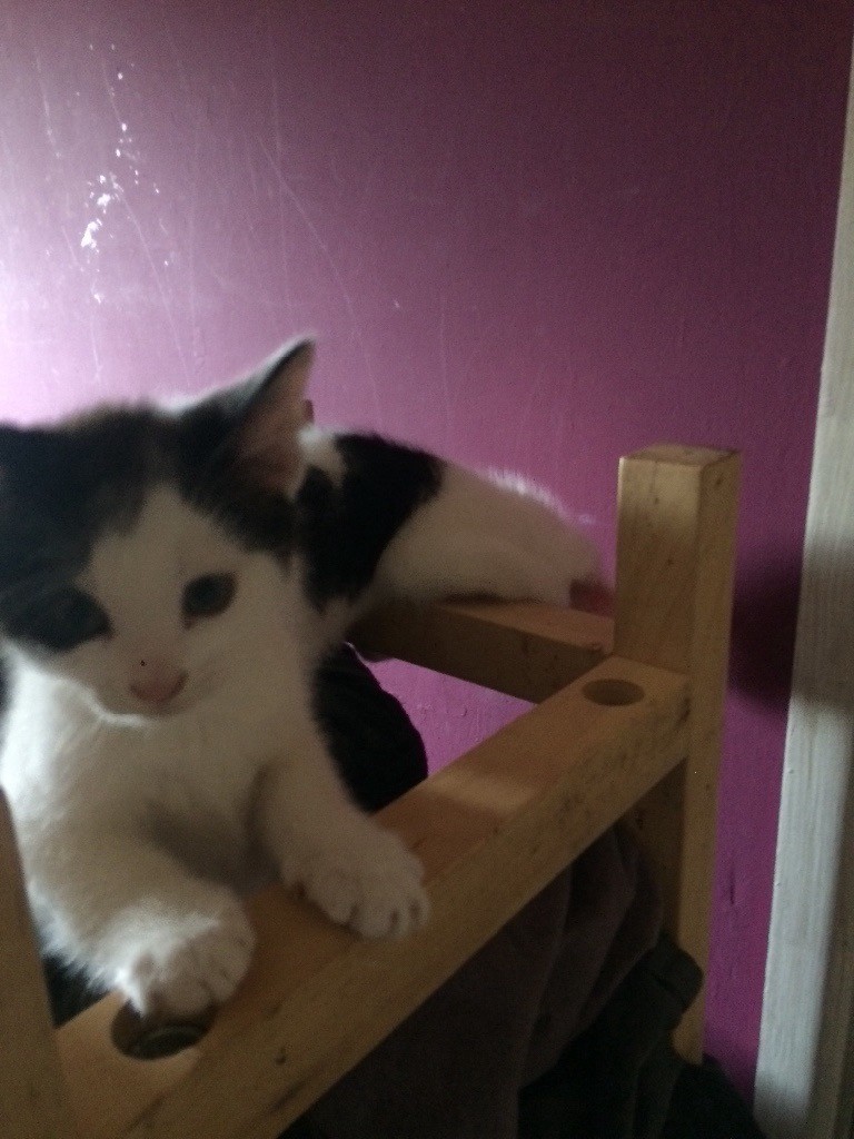 Kittens for sale in Dedham, Essex Gumtree