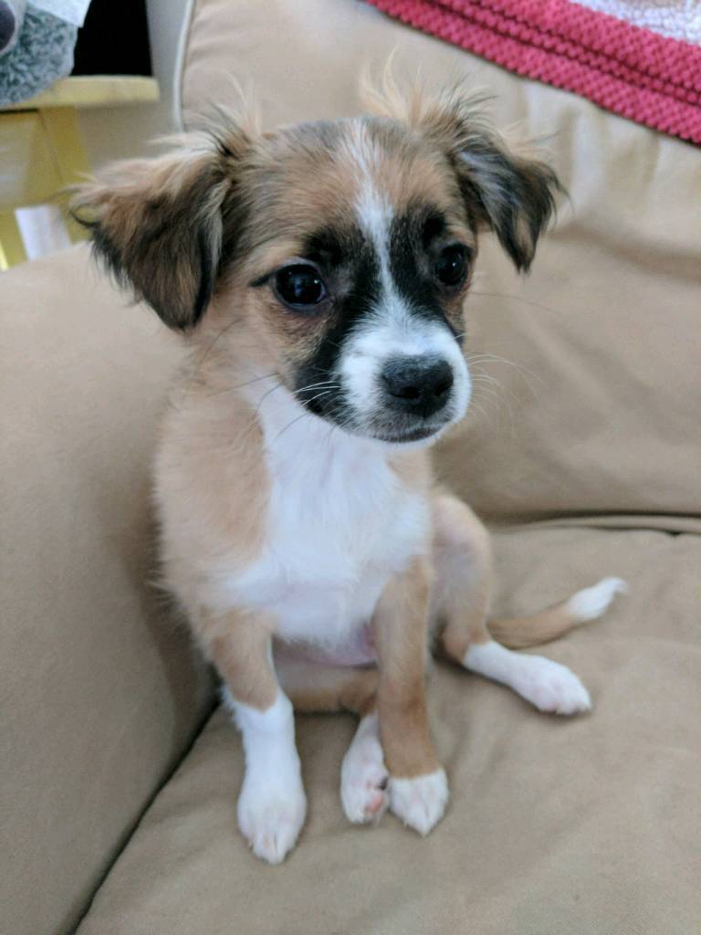 Jack Chi Puppy for Sale in Caldicot, Monmouthshire Gumtree