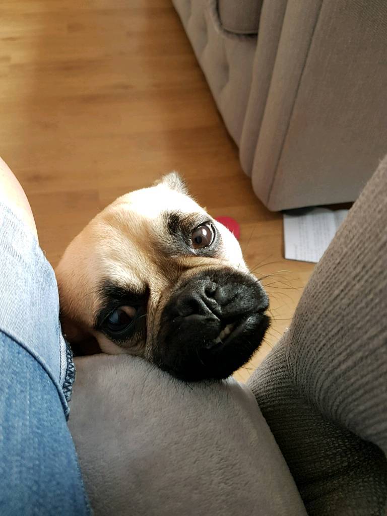 1 year old female pug in Plymouth, Devon Gumtree