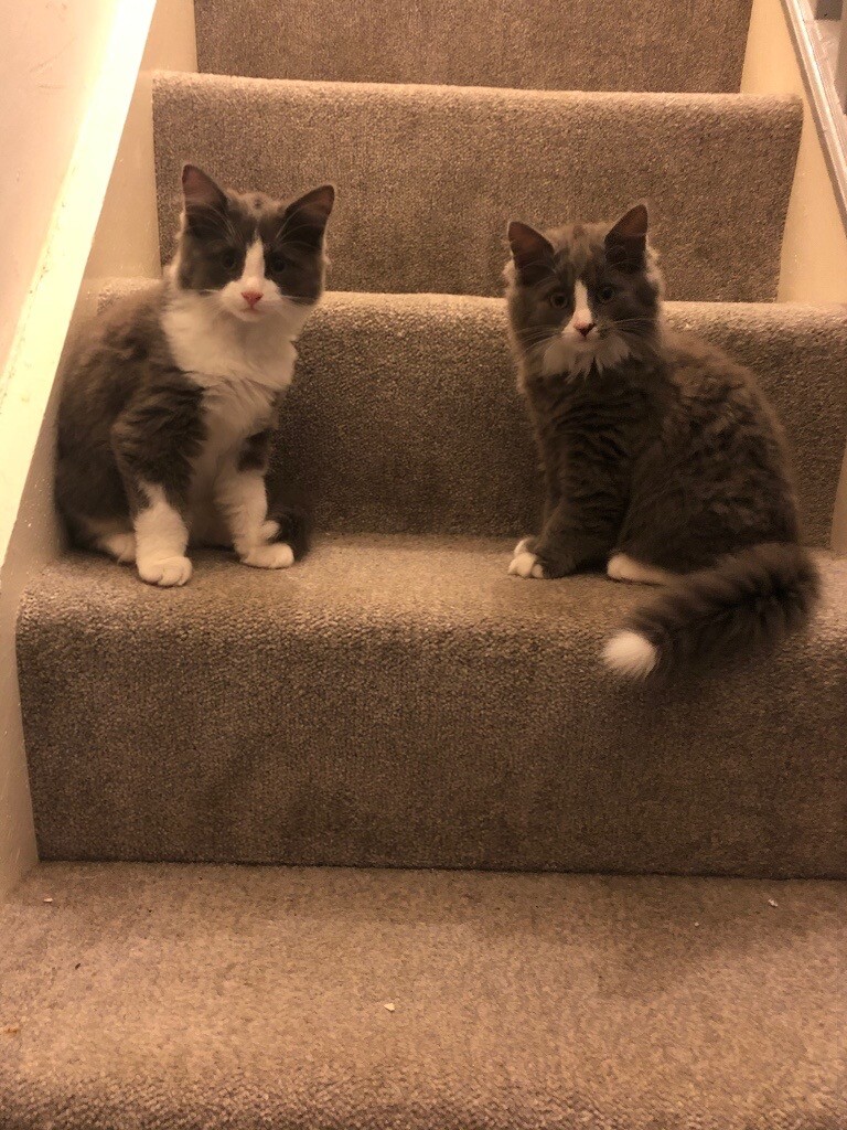 Kittens available | in Chester, Cheshire | Gumtree