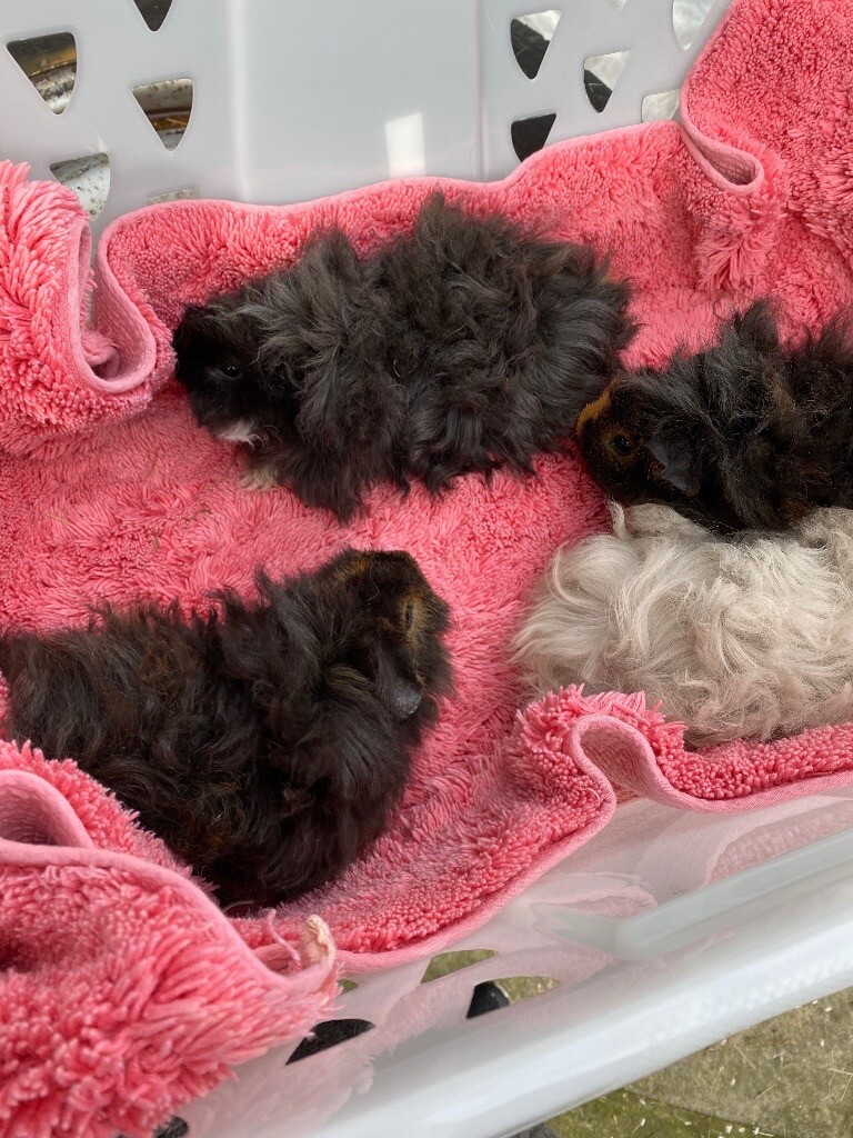 Baby curly hair guinea pigs for sale in Heanor, Derbyshire Gumtree