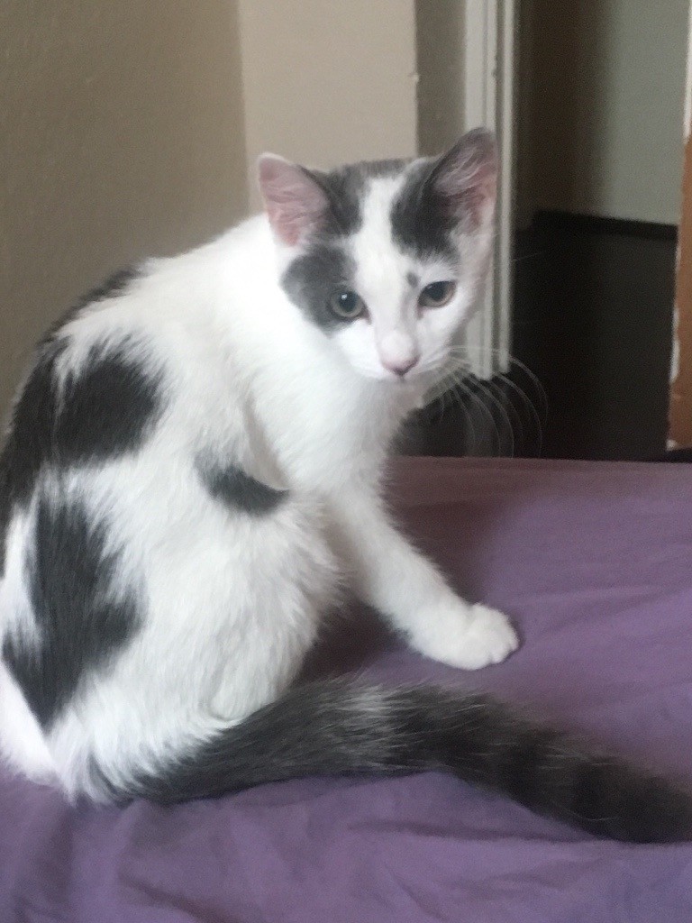 Kitten/Cat on Sale/ No charges (Black&White Kitten, Lovily Under