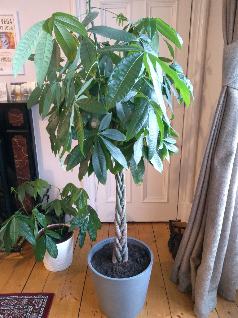 Indoor plant, Guinea Chestnut in Trinity, Edinburgh