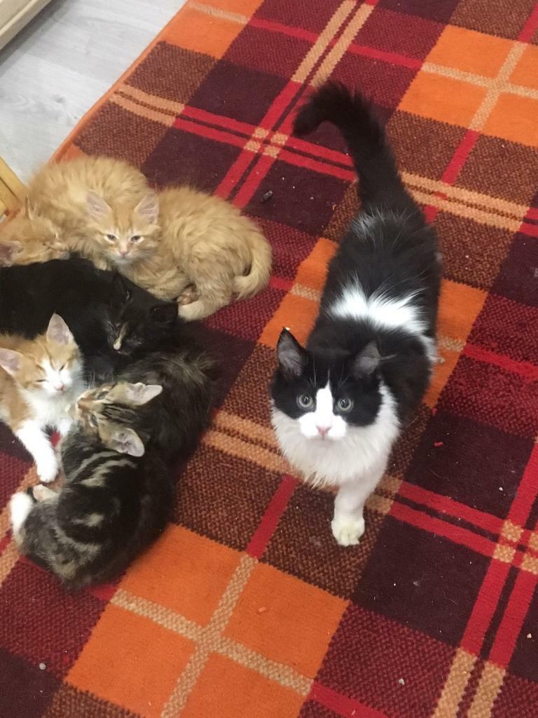 Stunning kittens ragdoll cross Bengal, flead wormed in Middlesbrough