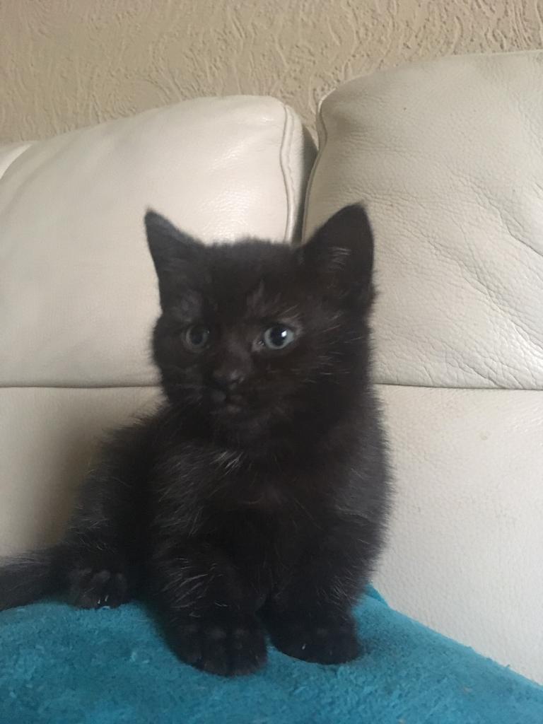 Kittens for Sale! in Tayport, Fife Gumtree