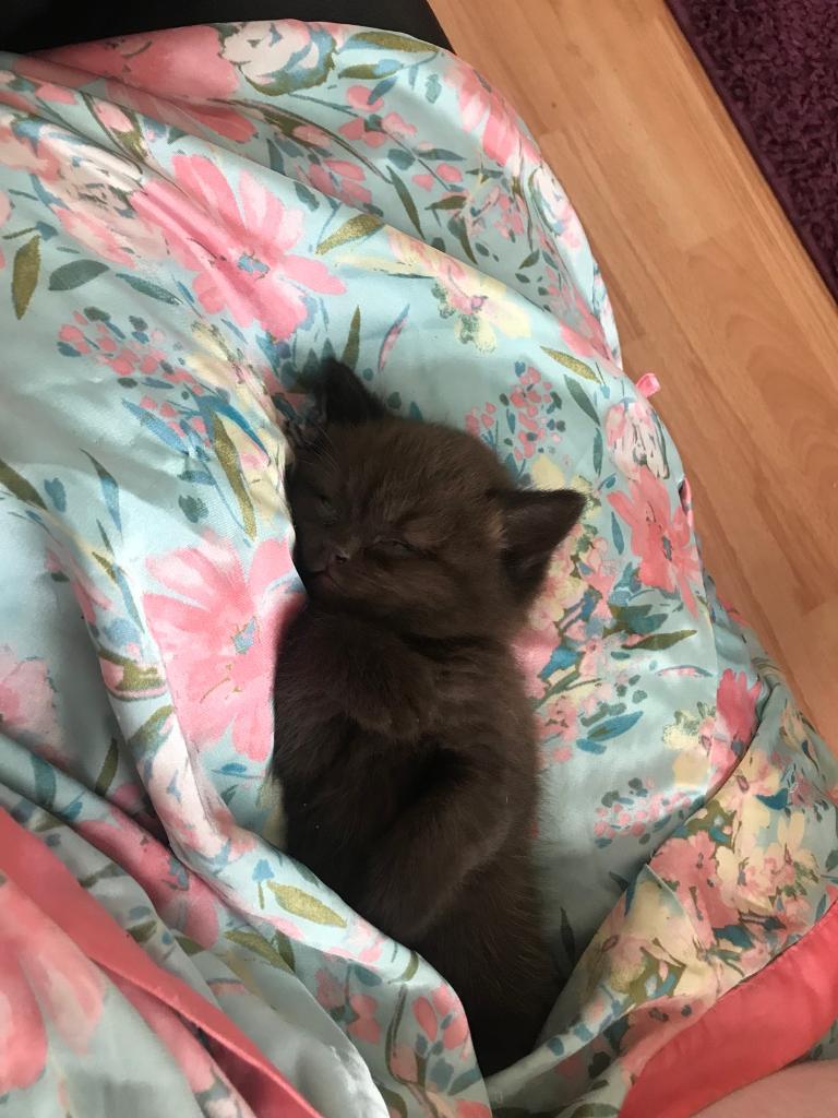 British Shorthair Kittens In Bettws Newport Gumtree