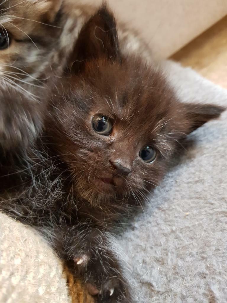 Kittens for sale in Blairgowrie, Perth and Kinross Gumtree