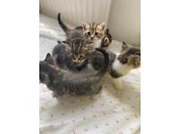 Kittens for sale - price NEGOTIABLE