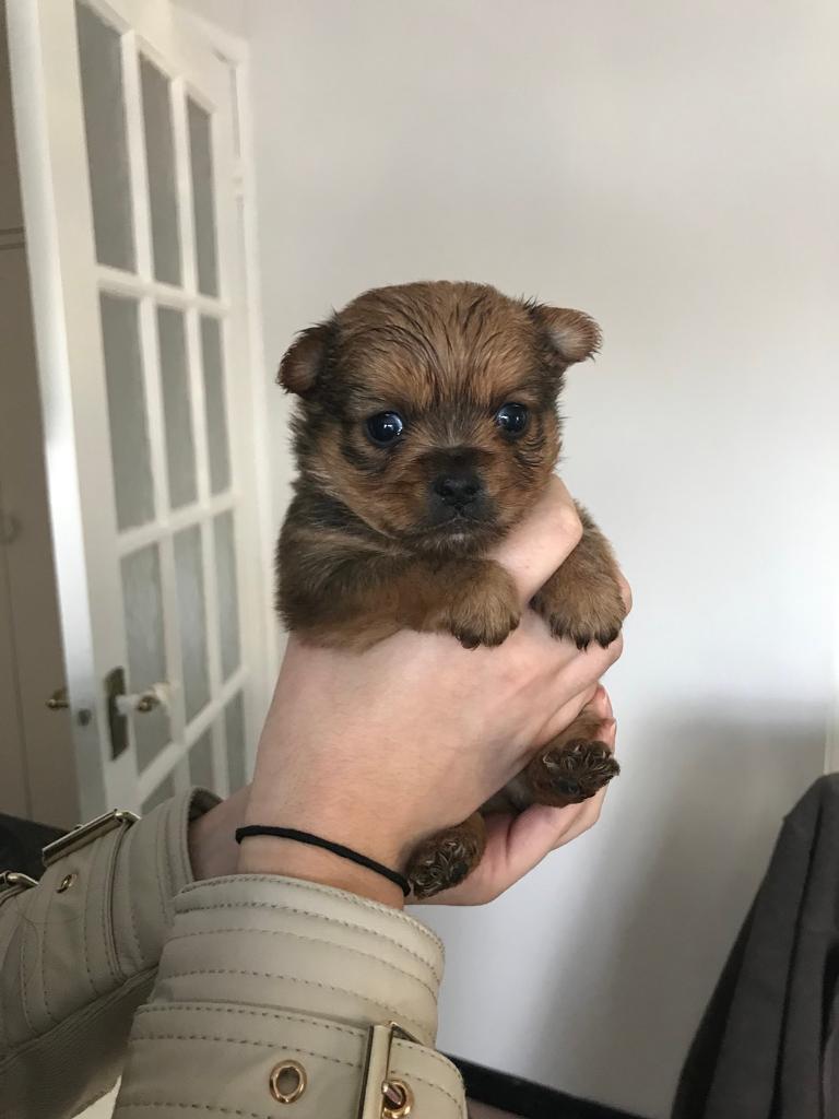 Tiny chorkie pups chihuahua x Yorkshire terrier in Fordingbridge