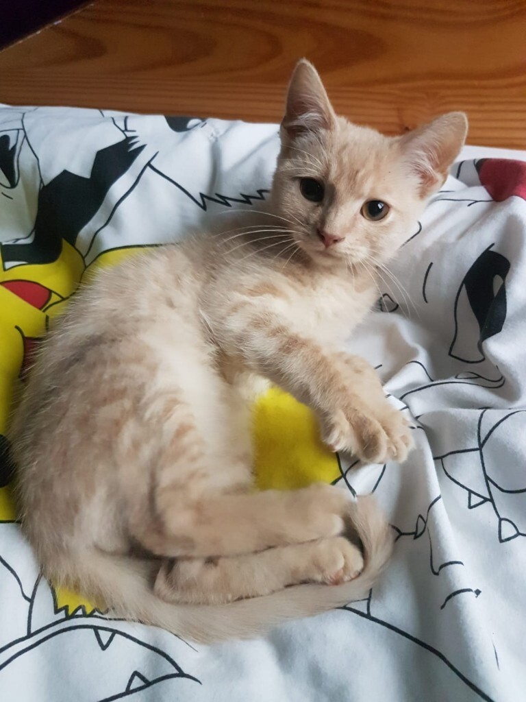 Buy Ginger Kitten London at Chris Schultz blog