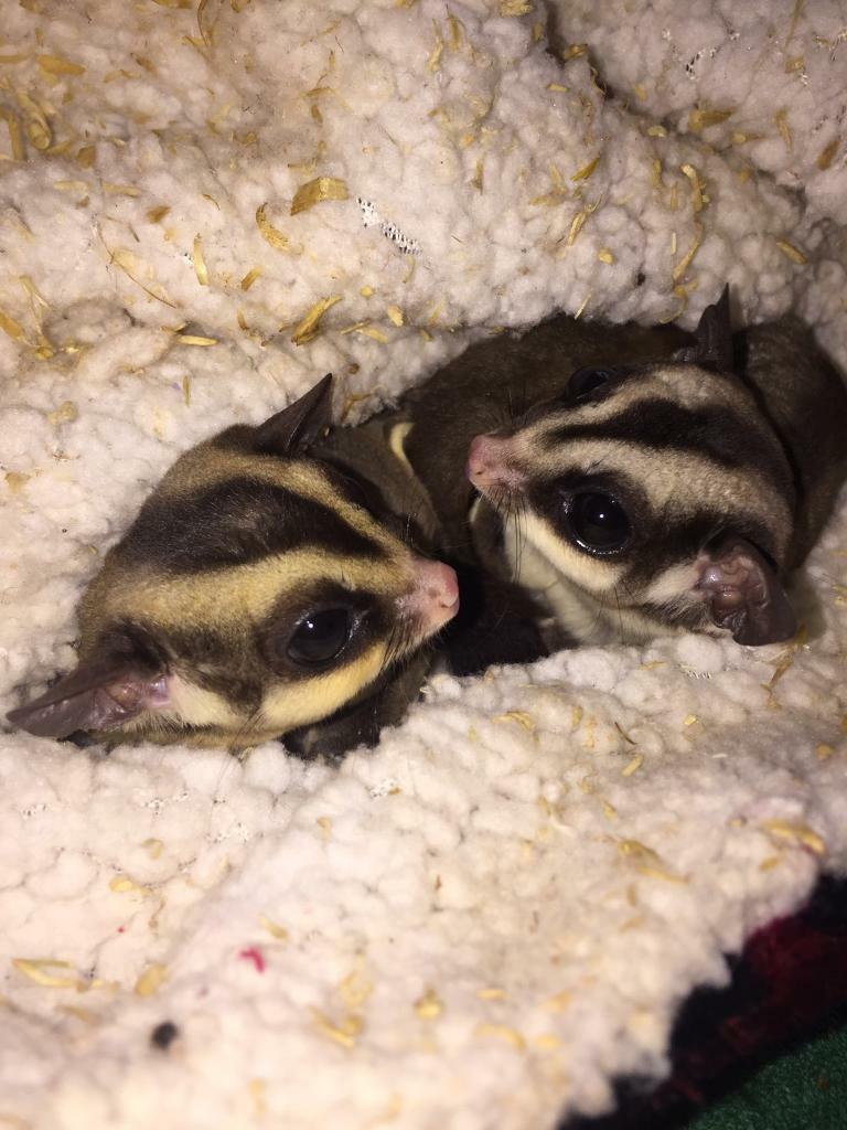 Sugar Glider Scotland - delivery available | in Forfar, Angus | Gumtree