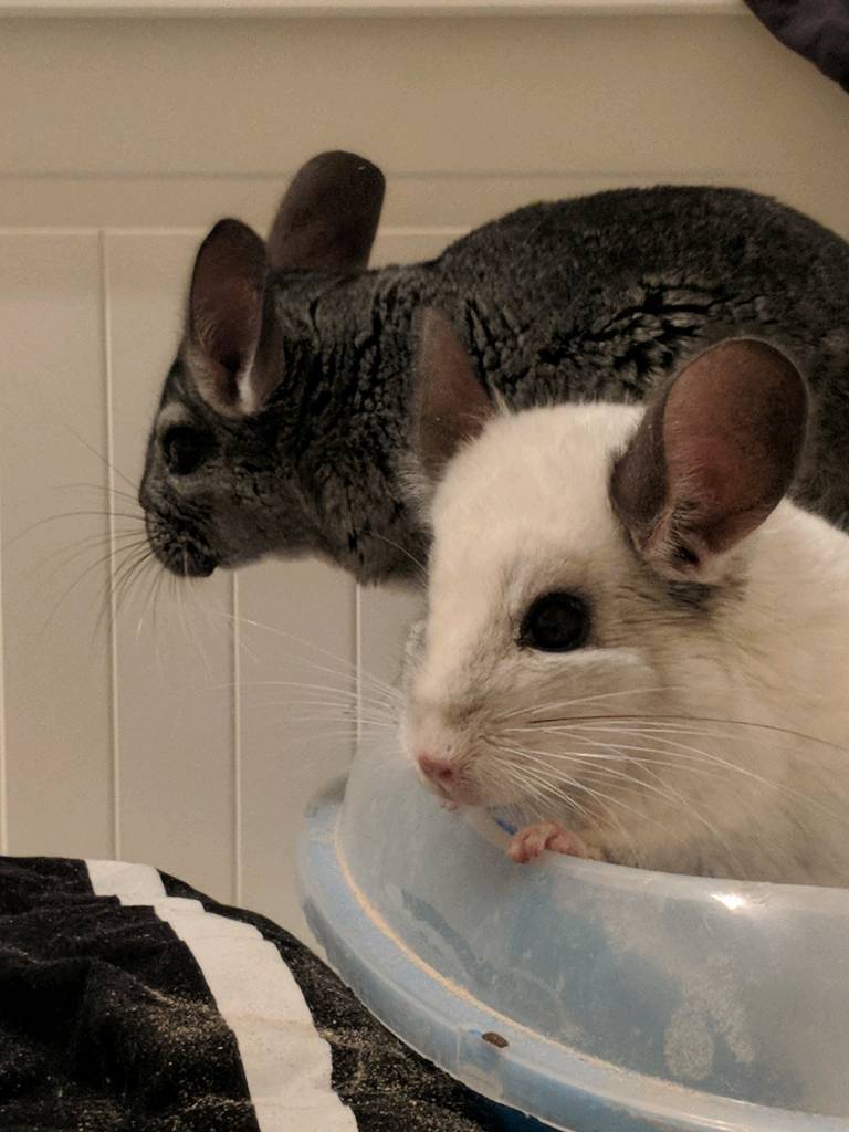 2 male chinchillas for sale (cage and accessories included) in Church