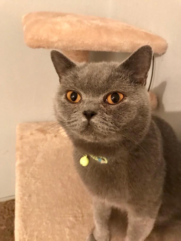 *STILL AVAILABLE* British Shorthair Female Unspayed Grey Cat in