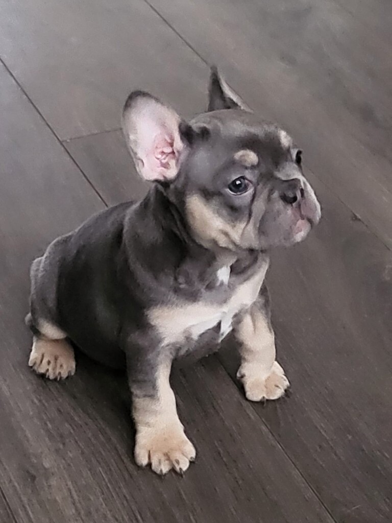 Stunning French Bulldog Puppies Only 1 Girl Left In Witham Essex Gumtree