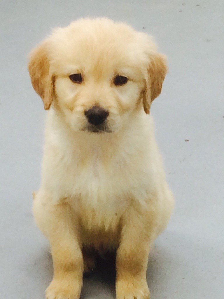 Golden retriever puppies in Glenrothes, Fife Gumtree