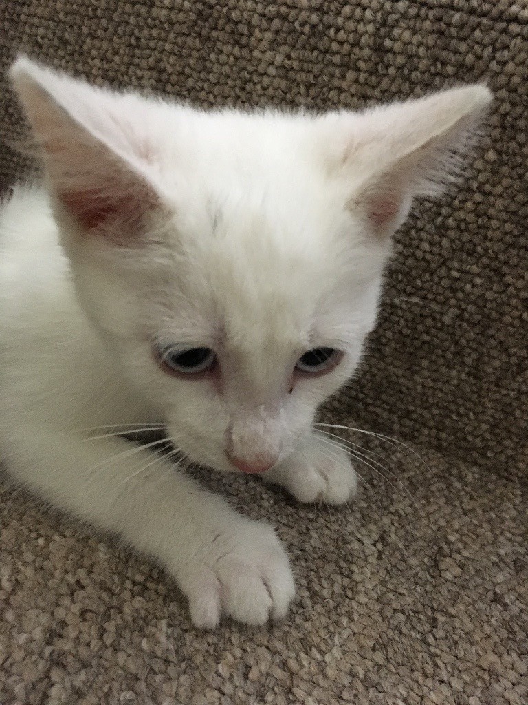 Beautiful white male kitten for sale, half Maine Coon in